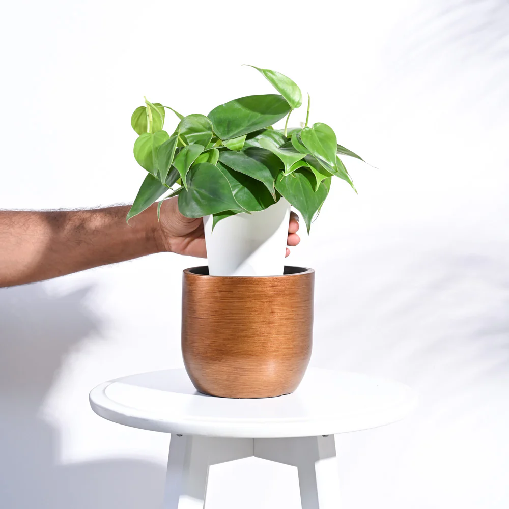 Zuri Planter Ball Retro - Image 10