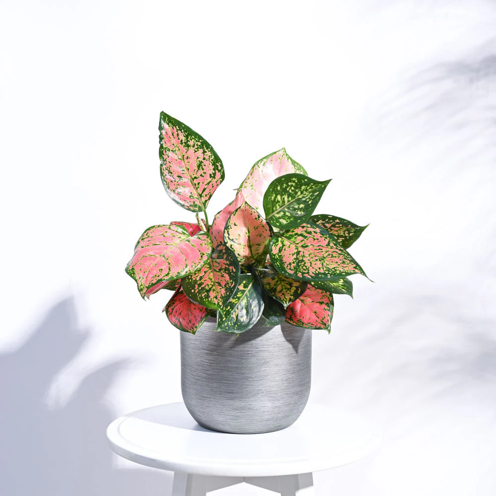 Zuri Planter Ball Retro - Image 19