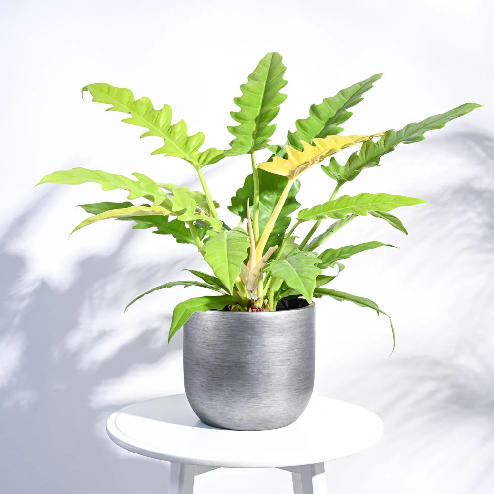 Zuri Planter Ball Retro - Image 31