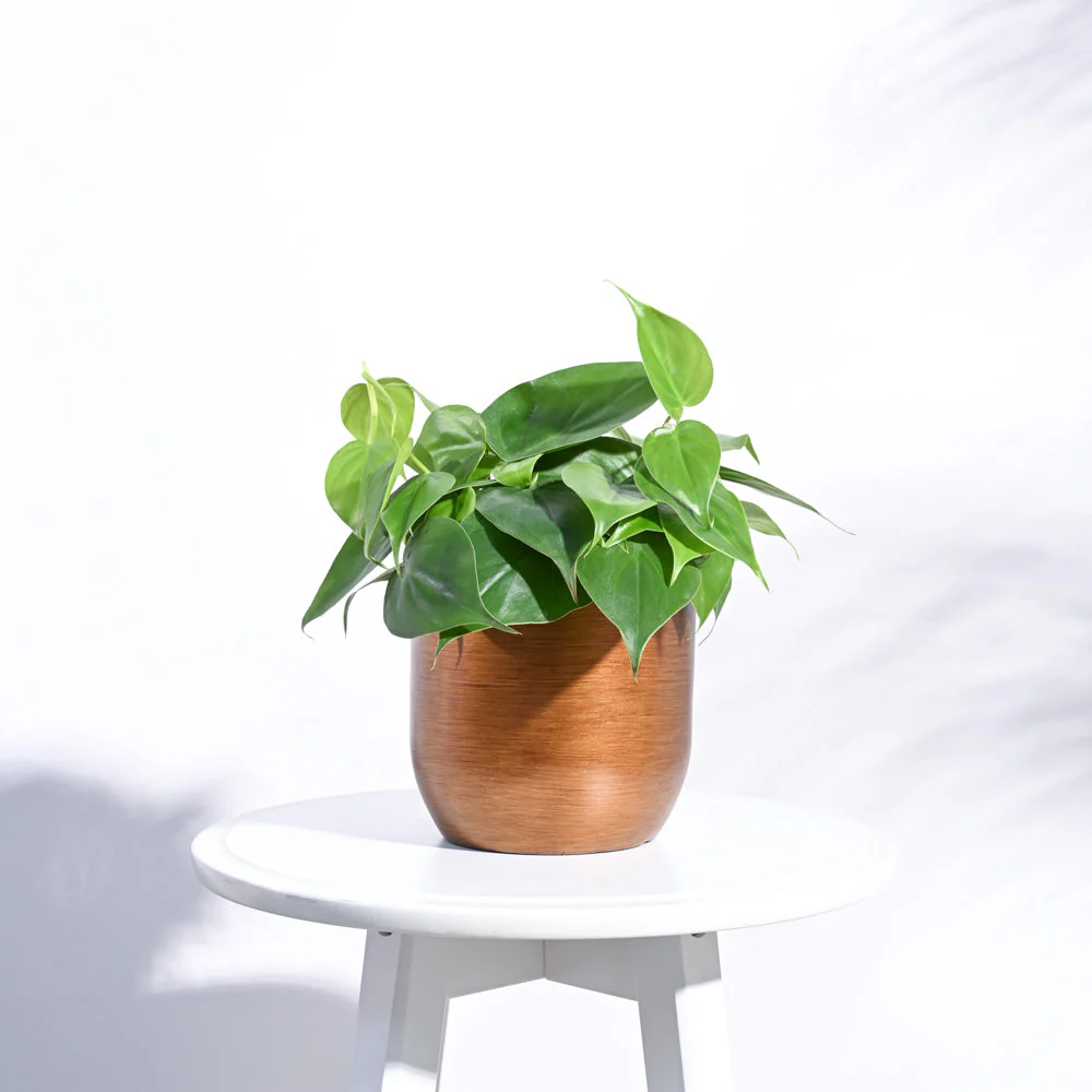 Zuri Planter Ball Retro - Image 7