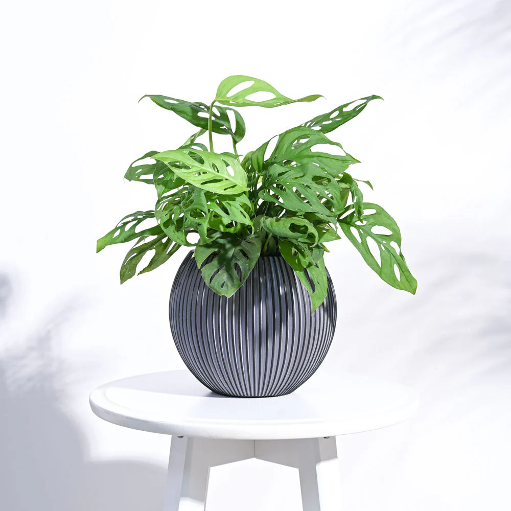 Zuri Vase Ball Groove - Image 14