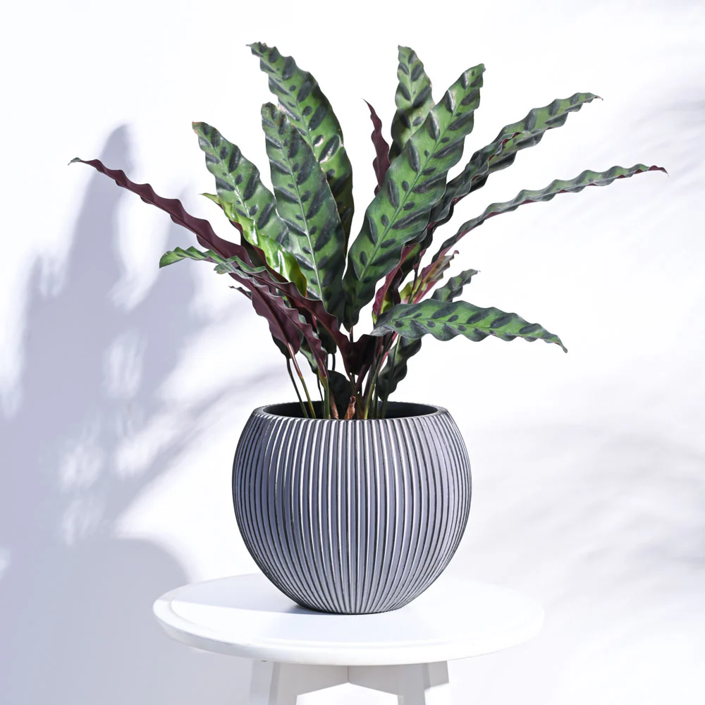 Zuri Vase Ball Groove - Image 20