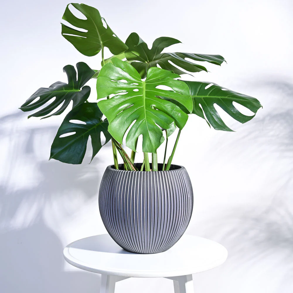 Zuri Vase Ball Groove - Image 33