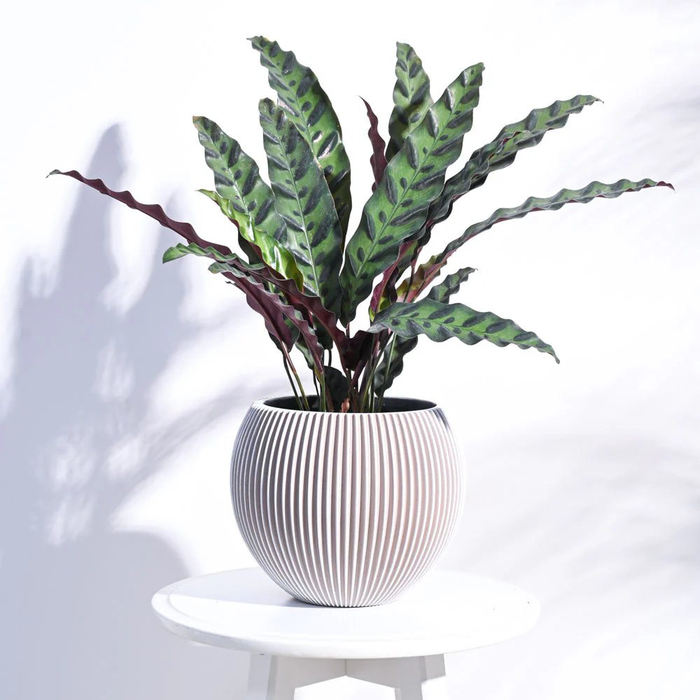 Zuri Vase Ball Groove - Image 39