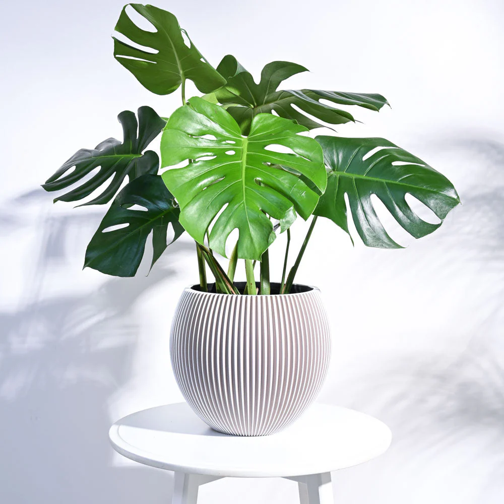 Zuri Vase Ball Groove - Image 49