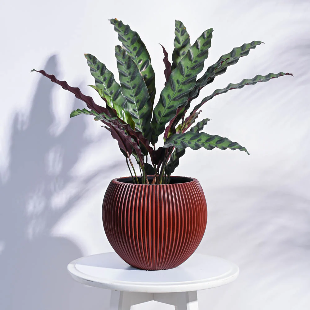 Zuri Vase Ball Groove - Image 61