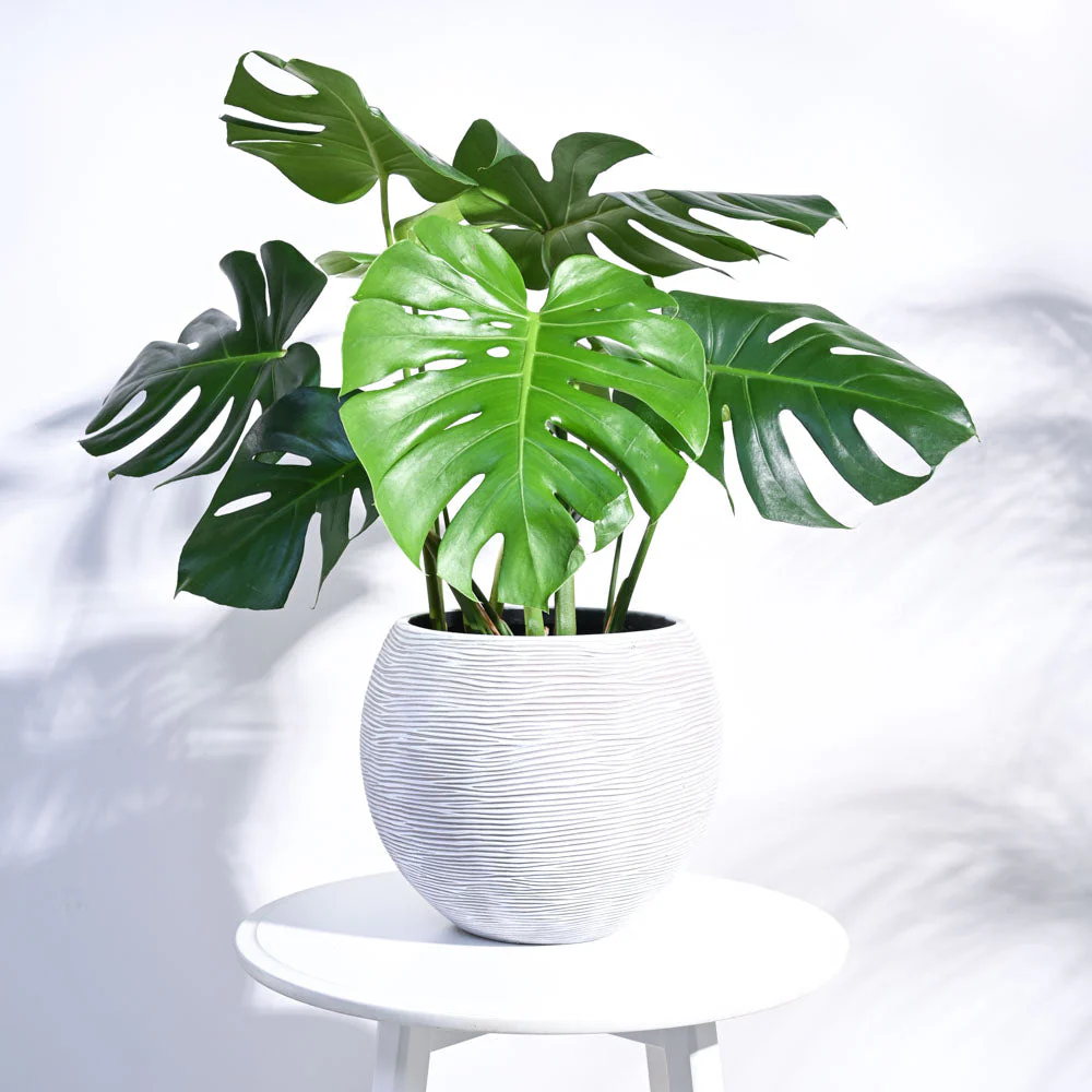 Zuri Vase ball Rib