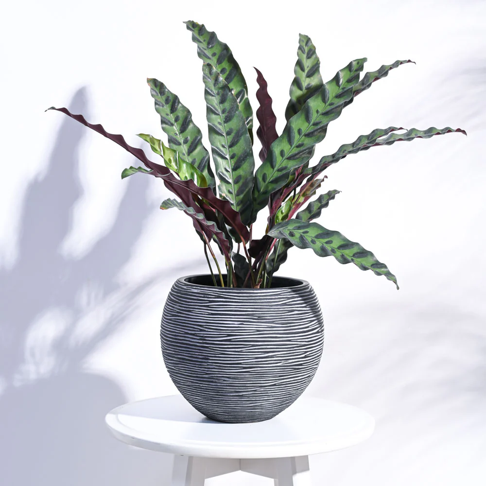 Zuri Vase ball Rib - Image 14