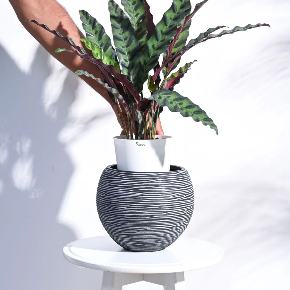 Zuri Vase ball Rib - Image 17