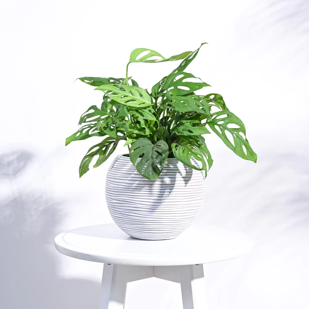 Zuri Vase ball Rib - Image 2