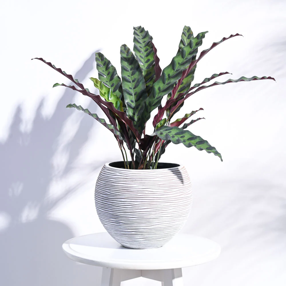 Zuri Vase ball Rib - Image 20