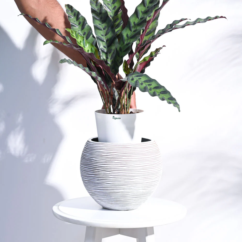 Zuri Vase ball Rib - Image 23