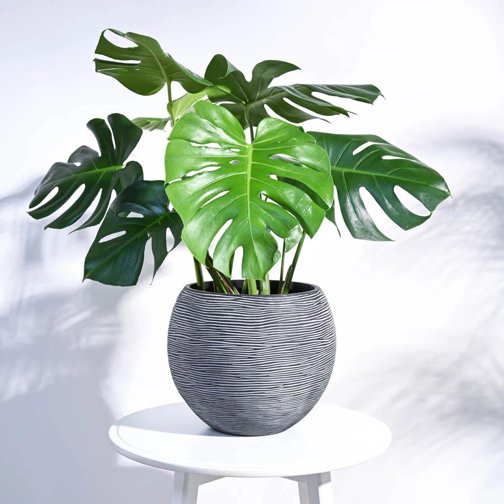 Zuri Vase ball Rib - Image 26