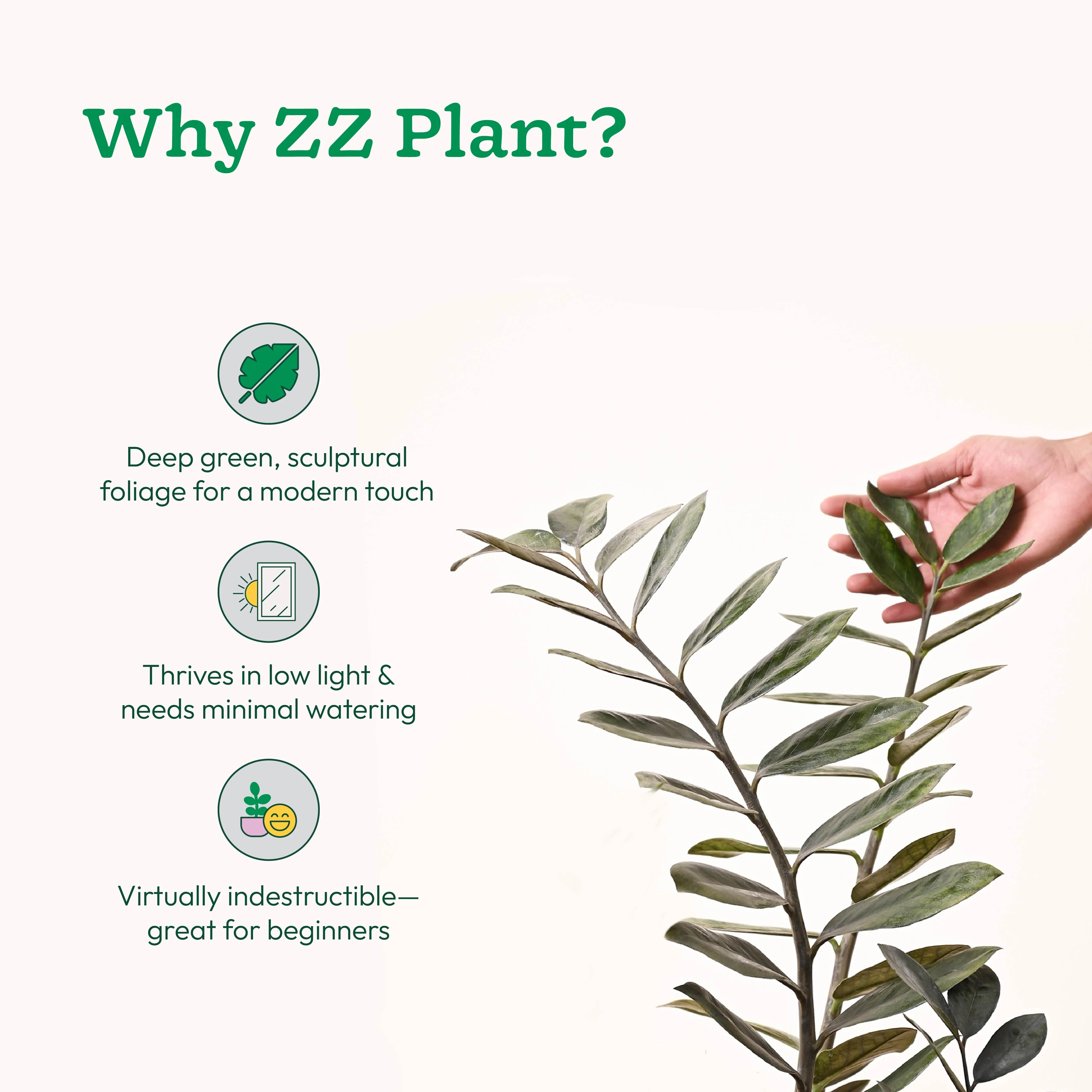 ZZ Black Plant - XL - Image 3