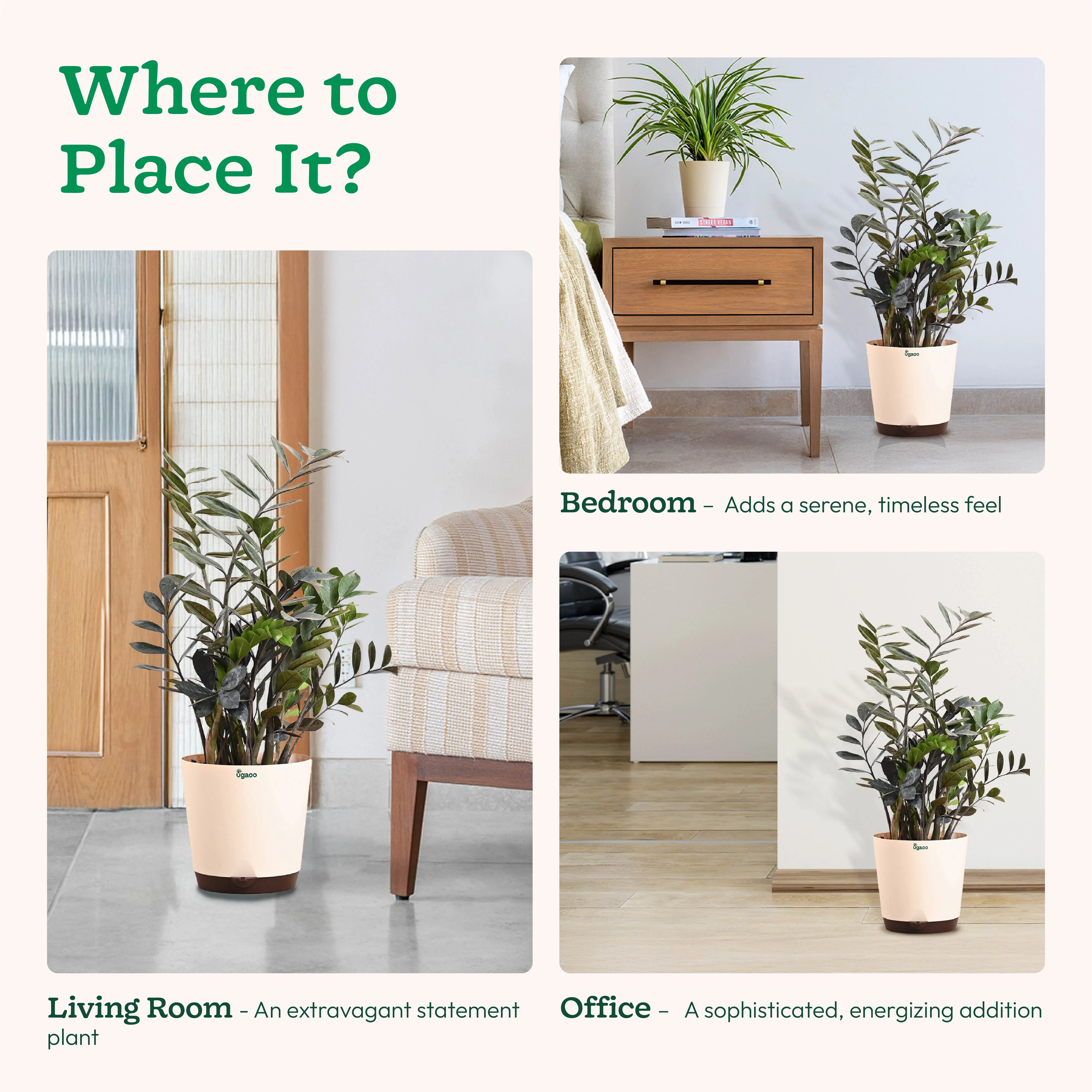 ZZ Black Plant - XL - Image 4