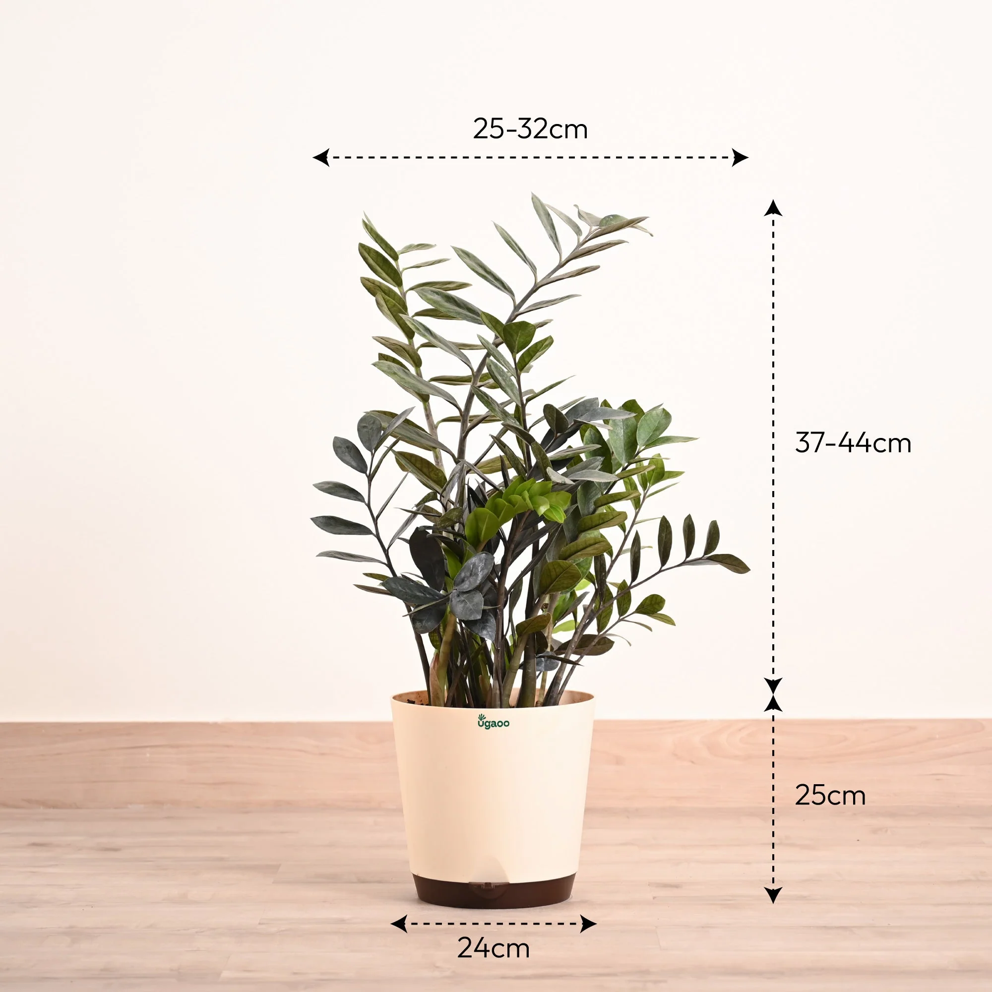 ZZ Black Plant - XL - Image 8