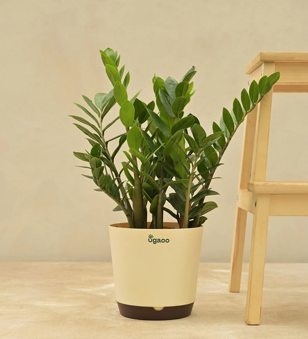 ZZ Plant - Image 24