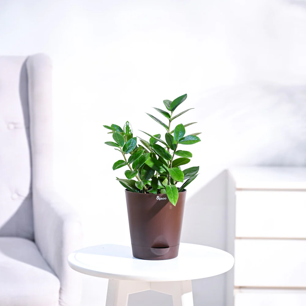 ZZ Plant - Image 3