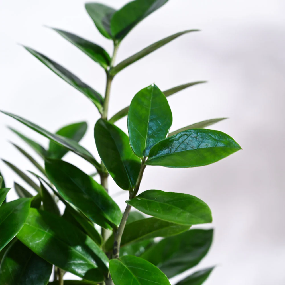 ZZ Plant - Image 32