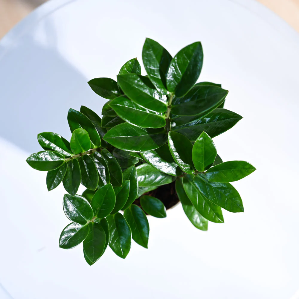 ZZ Plant - Image 33