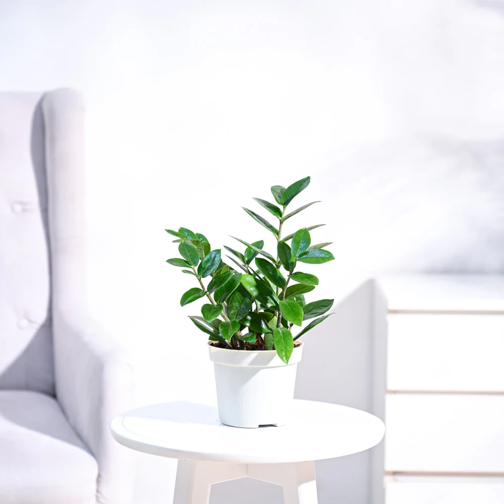 ZZ Plant - Image 5
