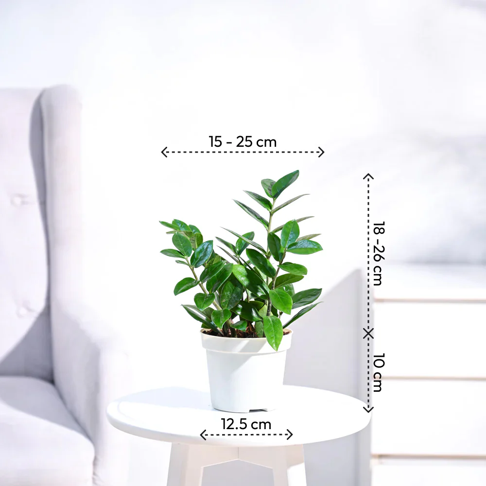ZZ Plant - Image 6