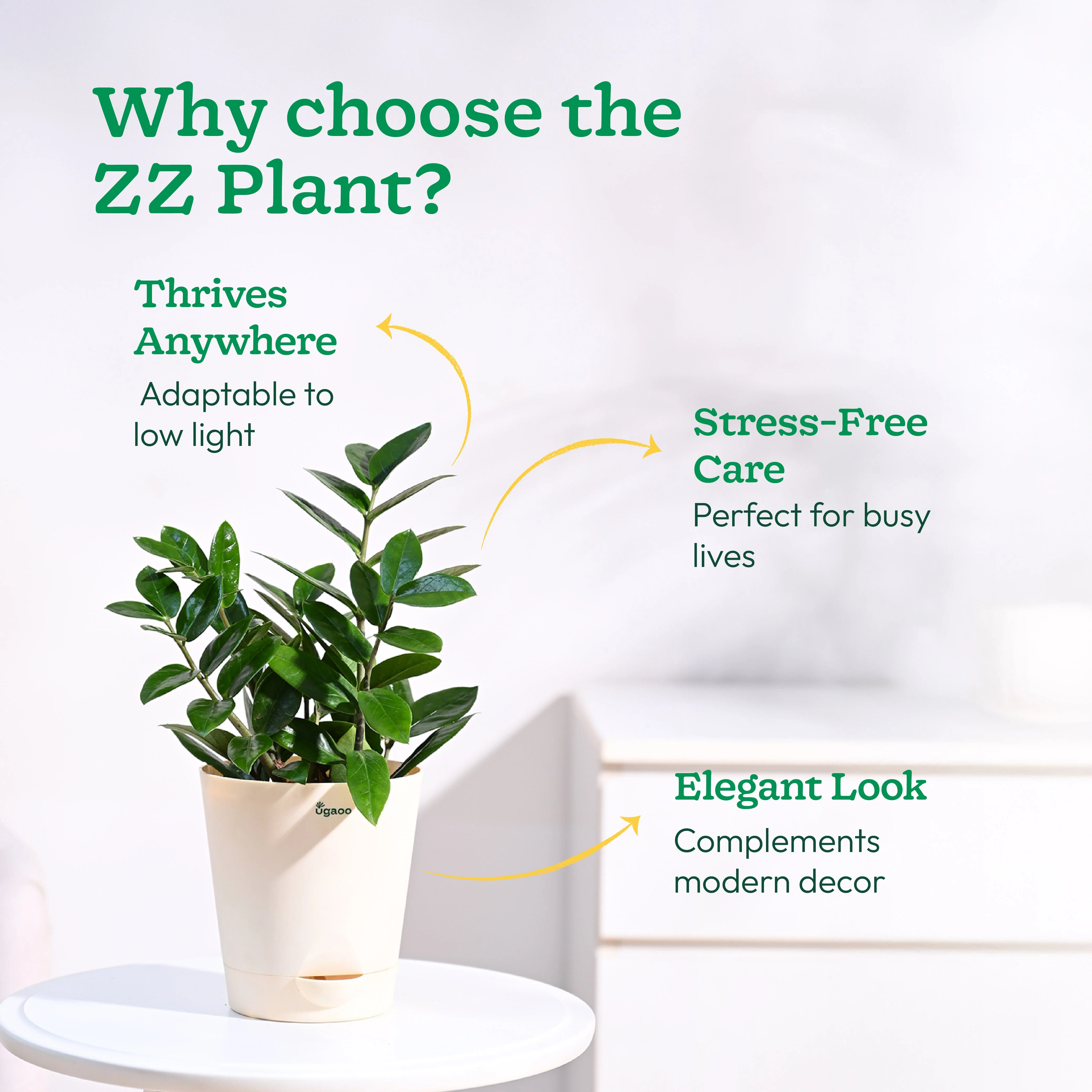ZZ Plant - Image 64