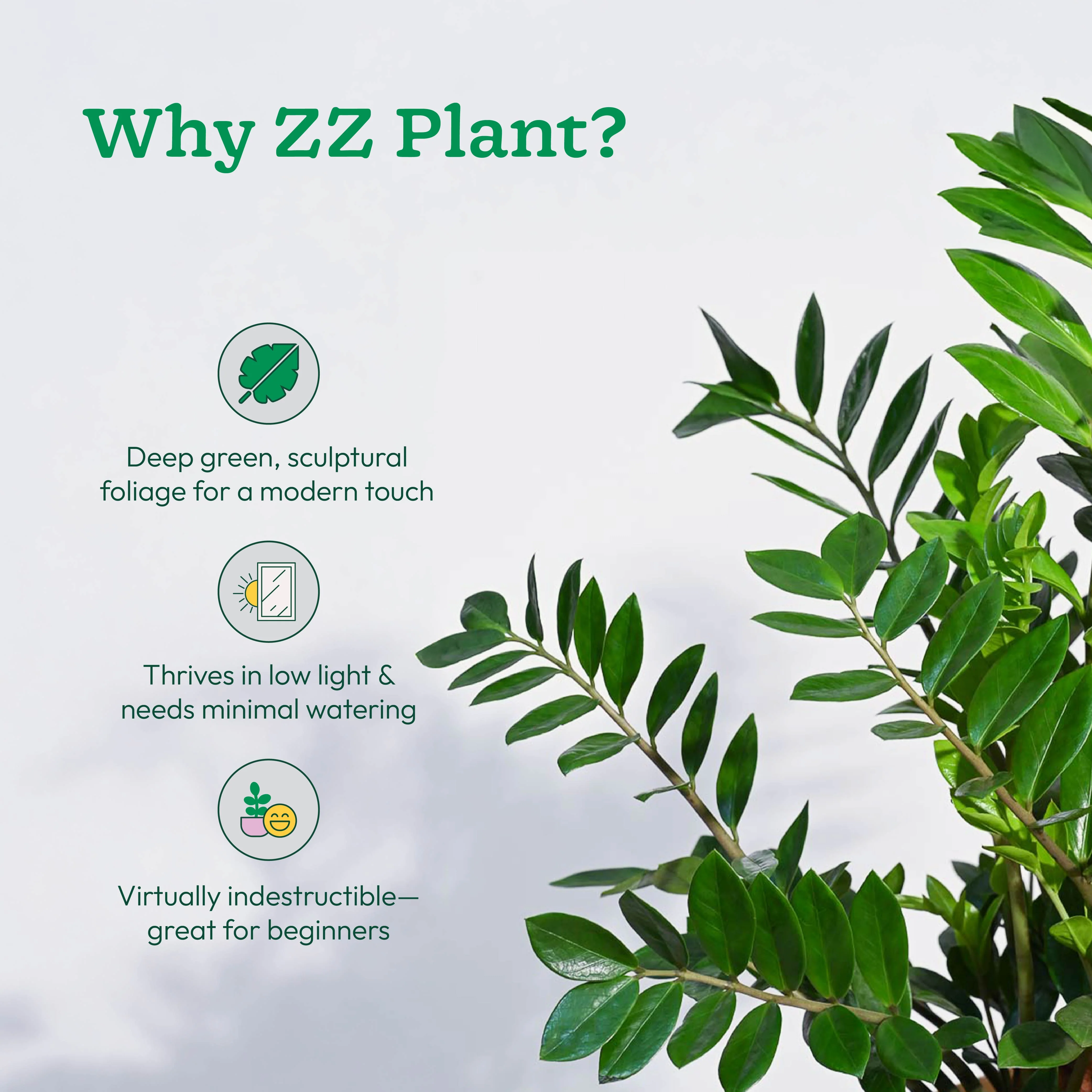 ZZ Plant - XL - Image 4