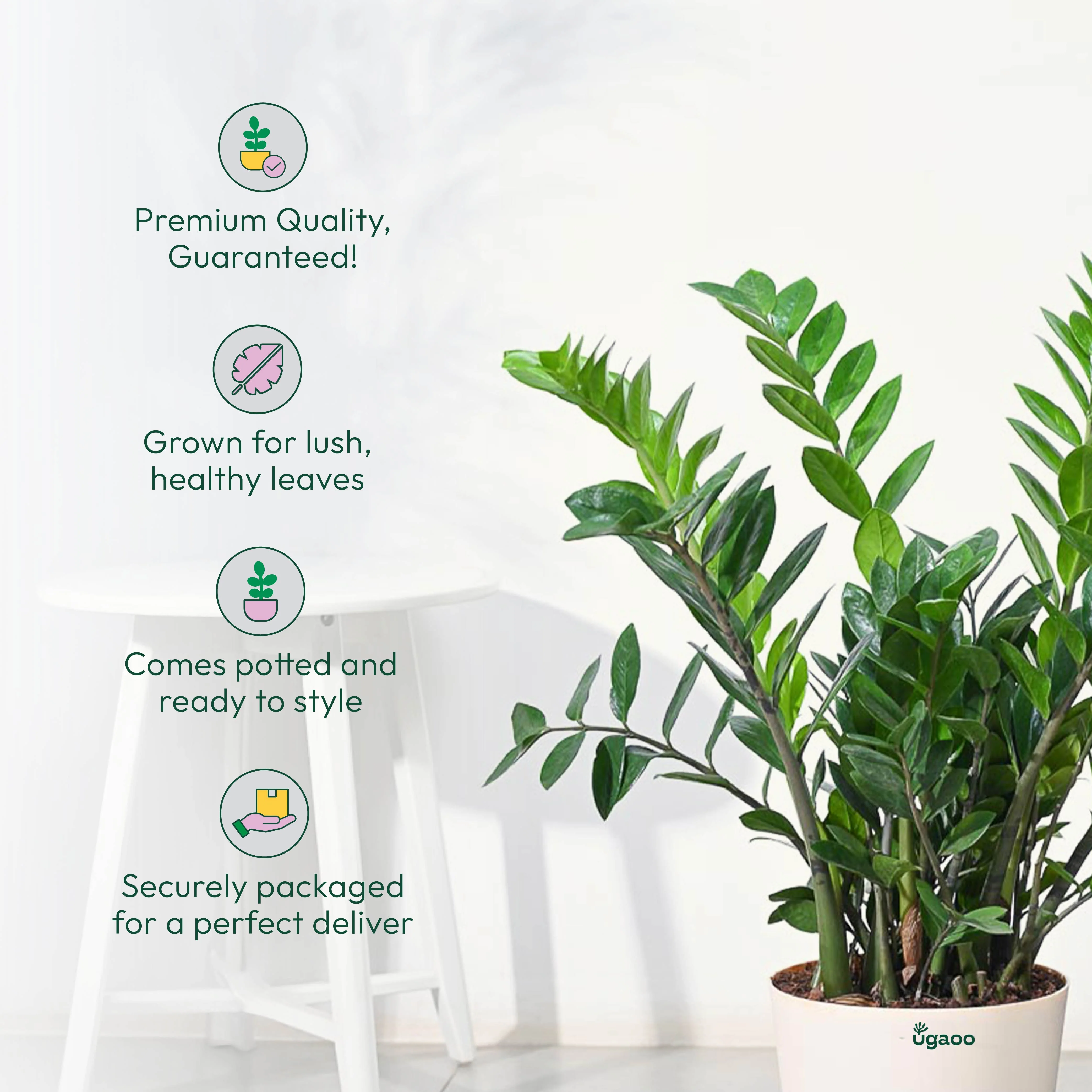 ZZ Plant - XL - Image 7